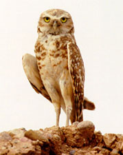 Adult Burrowing Owl