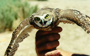 Juvenile Burrowing Owl in the hand