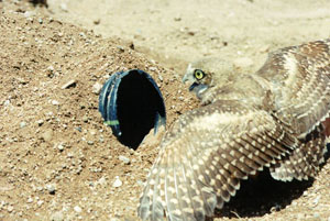 Juvenile Burrowing Owl enters the burrow
