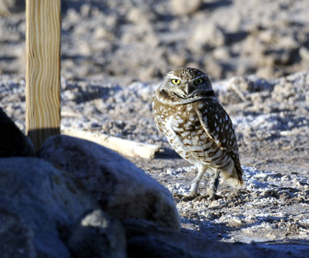 cibola female