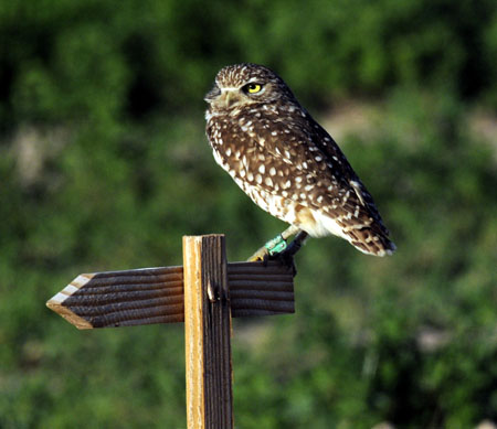 perched male owl