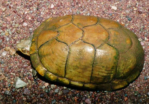 Sonoran Mud Turtle, July 10, 1999. Rescued From Road During Arizona 