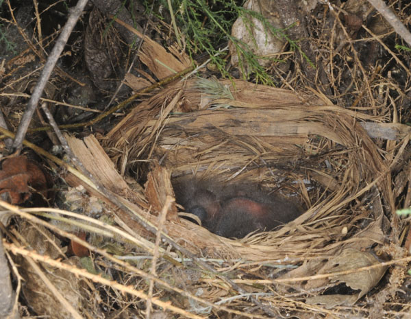 Aberts Towhee nest With Young