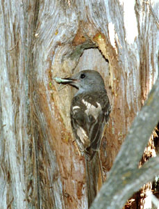 Ash-throated Flycatcher Carrying Food at Nest