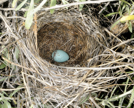 Brewer's Sparrow nest with Egg