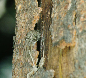 Brown Creeper At Nest Site