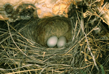 sparrow bird nest