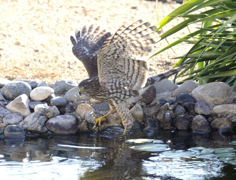 First-year Cooper's Hawk with wings up in creek