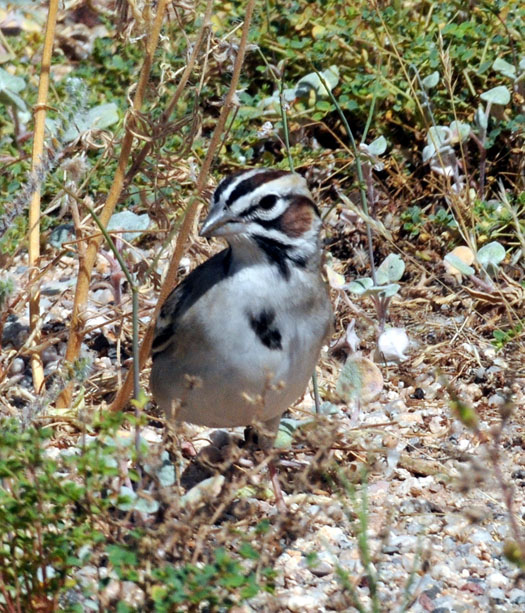Lark Sparrow showing front of bird