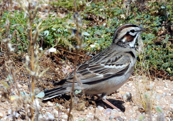 Lark Sparrow in vegetation