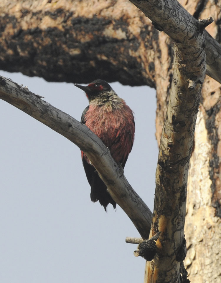 Another view of the Lewis's Woodpecker Perched