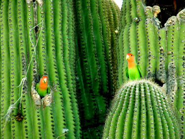 Peach-faced Lovebirds on saguaro