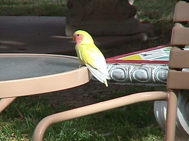 Yellow Lutino Peach-faced Lovebird - Susan Davis