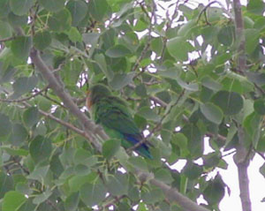 Joe Dewane, New Mexico Lovebird