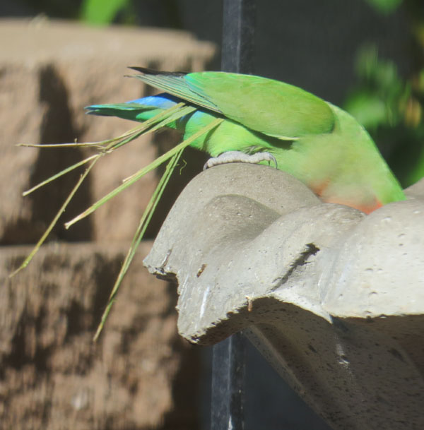 lovebird with nesting material in tail