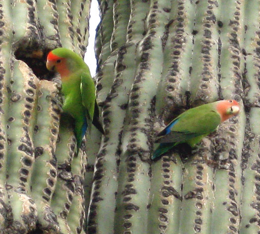 lovebirds at saguaro cavities