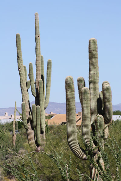 saguaro cavities used by lovebirds