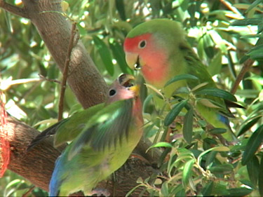 dutch blue pied lovebird