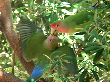 Peach-faced Lovebird Feeding Juvenile - Carroll Lam