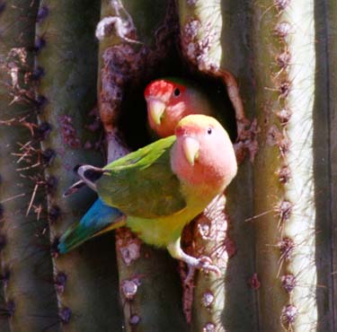 Peach Faced Lovebirds [photo copyright Greg Clark]