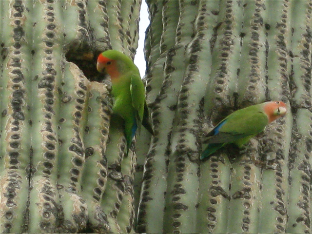 peach-faced lovebirds on saguaro