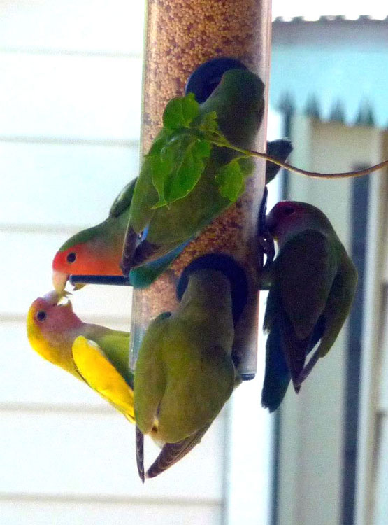 Really Yellow Lovebird on feeder
