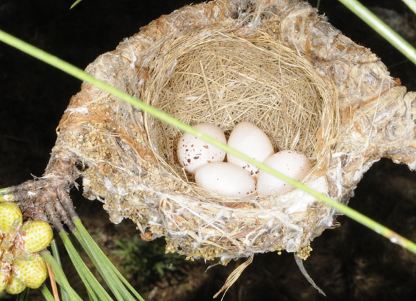 Plumbeaous Vireo nest with eggs