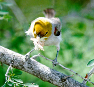 Verdin Carrying a Moth