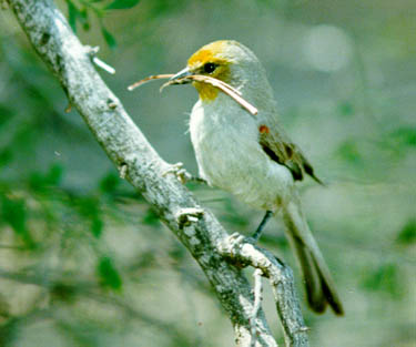 Verdin Carrying Nest Material