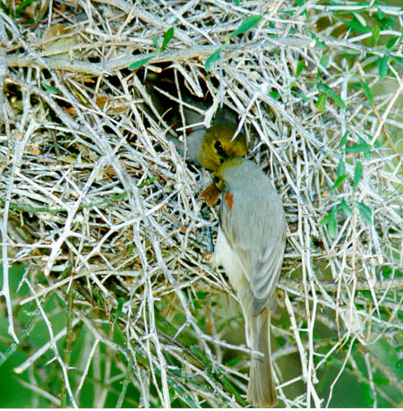 Verdins on the Nest