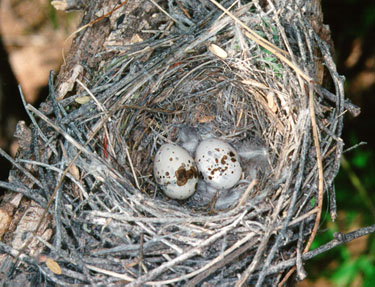 Vermilion Flycatcher Nest With Eggs