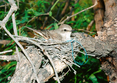 Vermilion Female On The Nest