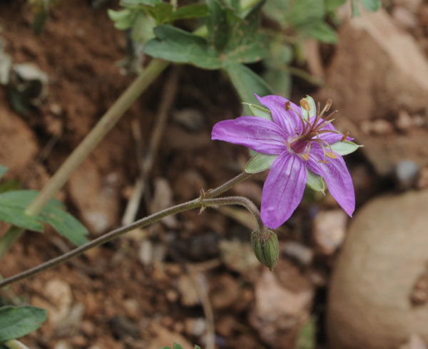 Purple Wild Geranium