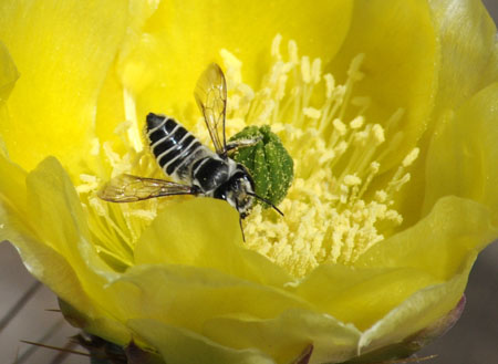 Engelmanns Prickly pear with bee