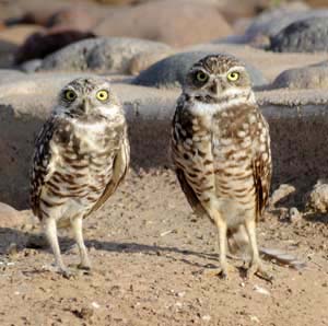 two_standing_owls