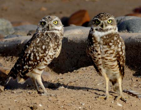 Report Burrowing Owl Locations